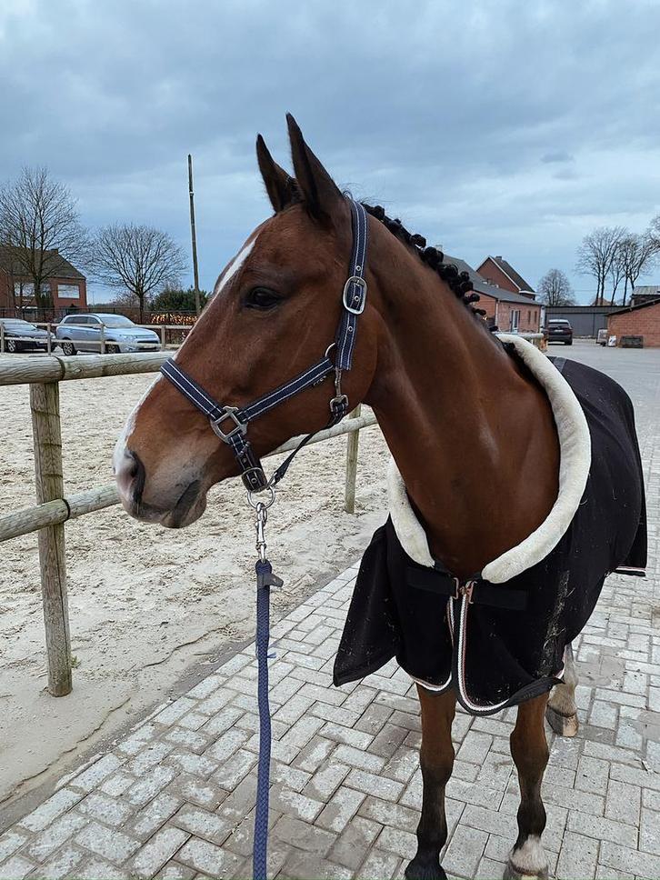 Halve stal gezocht voor 15-jarige ruin, Dieren en Toebehoren, Paarden, Ruin