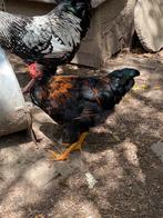 Kruising haan Wyandotte kriel, Dieren en Toebehoren, Mannelijk, Kip