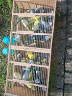 Grasparkieten kweekrype  6 euro stuk poppen en mans, Dieren en Toebehoren