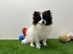 Pomeriaan pup, België, Keeshond, 8 tot 15 weken, Eén hond