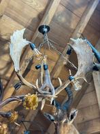 Gewei lusters damhert koppel, Ophalen of Verzenden