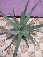 Grote Aloe Vera plant - gaf ook bloemen, Huis en Inrichting, Kamerplanten, Ophalen