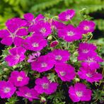 Geranium sanguineum 'Max Frei', Ophalen, Bodembedekkers, Volle zon, Vaste plant