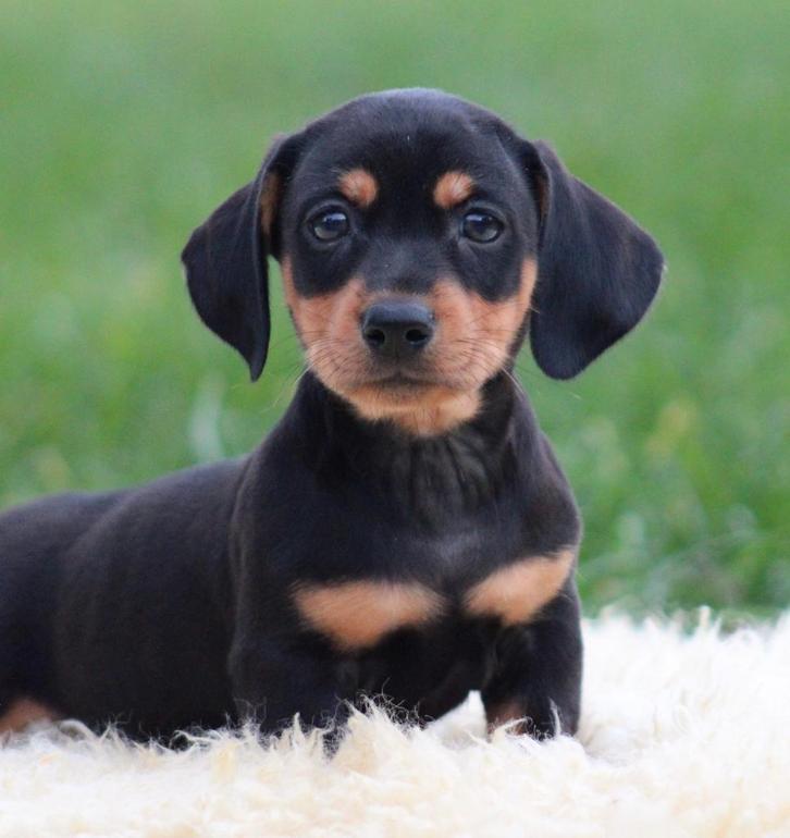 Teckel pups Black & tan korthaar, Dieren en Toebehoren, Honden | Teckels en Dashonden, Meerdere dieren, Korthaar, Dwerg, Fokker | Professioneel