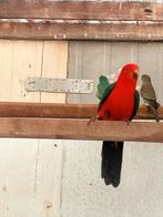 Mooi koppel koningsparkieten, Dieren en Toebehoren, Vogels | Parkieten en Papegaaien