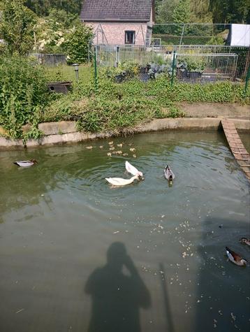 Indische loopeend kuikens natuurbroed 