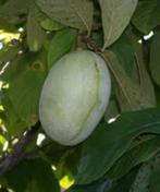 Proeven pawpawvruchten,nachi peren,..., Ophalen