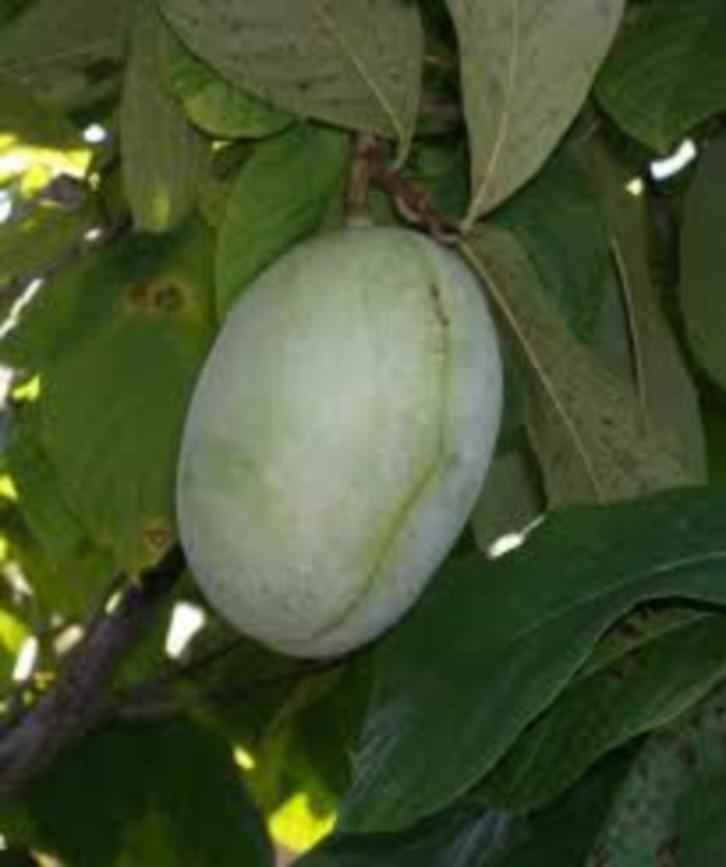 Proeven pawpawvruchten,nachi peren,..., Tuin en Terras, Planten | Struiken en Hagen, Ophalen