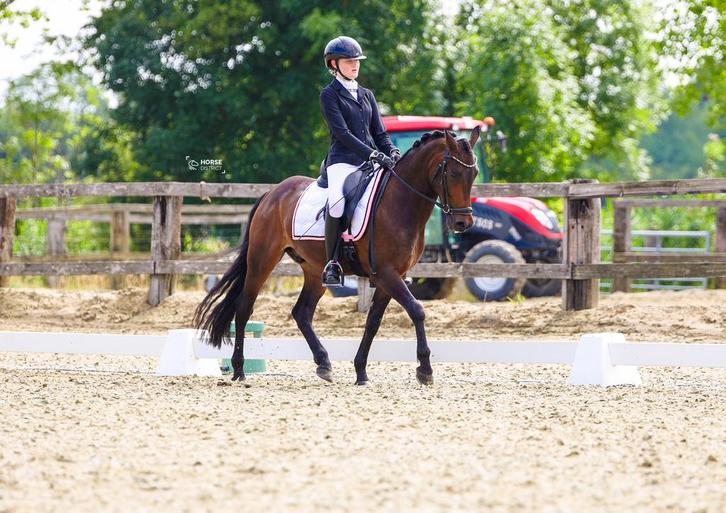 Toffe dressuur pony, Dieren en Toebehoren, Pony's, Ruin