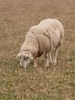 Goede swifter dekbok te koop, Dieren en Toebehoren, Februari