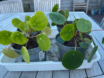 Pannenkoekenplantjes beschikbaar voor biedingen