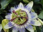 Passiflora “ caerulea, Tuin en Terras, Ophalen, Vaste plant