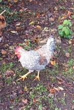 Jonge haan cream legbar. Raszuiver, Dieren en Toebehoren, Pluimvee