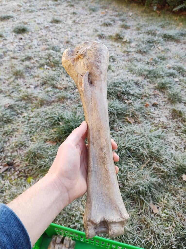 Fossiele radius paard - Noordzee, Verzamelen, Mineralen en Fossielen, Ophalen of Verzenden, Fossiel