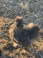 Zijdehoen haan, Dieren en Toebehoren, Pluimvee, Kip