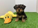 Yorkshire Terrier pups - kleine taille, Yorkshire Terriër, België, Reu, 8 tot 15 weken