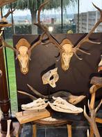 Schedels curiosa taxidermie opgezette jacht trofeeën, Ophalen of Verzenden