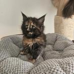 Maine coon xxl kittens met kampioen stamboom Russisch lijn, Meerdere dieren, Met stamboom, 0 tot 2 jaar
