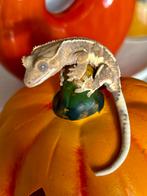 Wil je een WIMPERGEKKO?, Dieren en Toebehoren