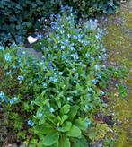 Vergeet-me-nietje - Myosotis sylvatica, Enlèvement, Mi-ombre