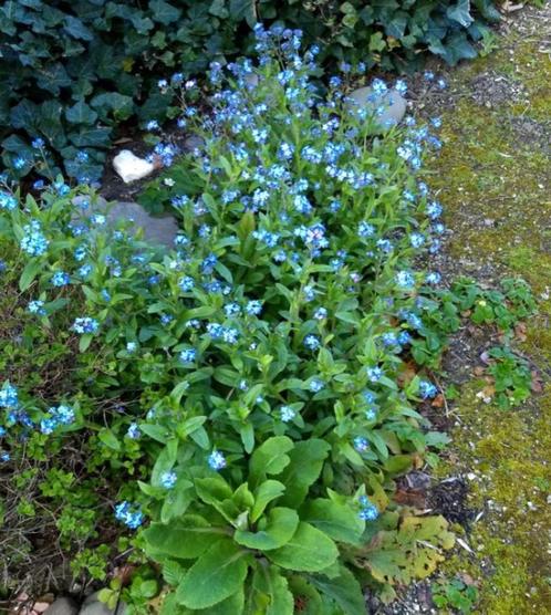 Vergeet-me-nietje - Myosotis sylvatica, Jardin & Terrasse, Plantes | Jardin, Mi-ombre, Enlèvement