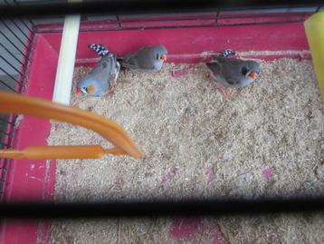 Mandarijn met kooi beschikbaar voor biedingen