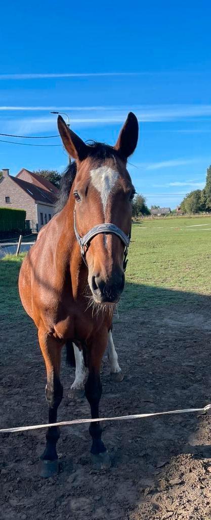 Verzorgpaard (heeft blessure: niet rijden) regio OOSTERZELE, Dieren en Toebehoren, Paarden
