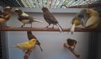 15 jonge verschillende gekleurde kanaries., Dieren en Toebehoren, Vogels | Kanaries