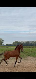 PRE hebgstveulen, TOPbeweger, Dieren en Toebehoren, Paarden, Hengst, M