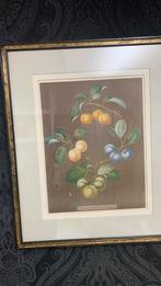 Print met fruit in mooie kader, Antiek en Kunst, Ophalen of Verzenden
