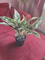 PLANT ARTIFICIEEL IKEA, Ophalen of Verzenden