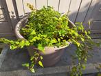 Sierlijke klimop - Hedera Helix in pot, Ophalen, Vaste plant, Klimplanten