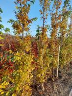 charme colonnaire Carpinus betulus fastigiata, 250 à 400 cm, Plein soleil, Printemps, Enlèvement