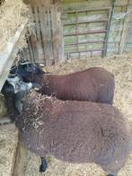 Schaap bok en ooi, Dieren en Toebehoren, Schapen, Geiten en Varkens, Meerdere dieren, Schaap, 0 tot 2 jaar