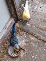 Blauwe Pennant Rosella, Dieren en Toebehoren, Vogels | Parkieten en Papegaaien