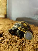 Testudo graeca ibera (Moorse landschildpadden)