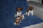 jack russell, Dieren en Toebehoren, Honden | Jack Russells en Terriërs, België, Fokker | Hobbymatig, Jack Russell Terriër, 8 tot 15 weken