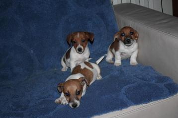 jack russell  beschikbaar voor biedingen