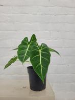 Alocasia Frydek, Huis en Inrichting, Kamerplanten, Ophalen, Overige soorten, Halfschaduw, In pot