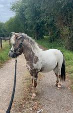 Appaloosa fewspot shetland shet hengst, Hengst