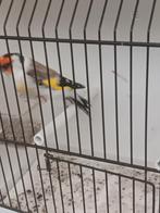 Wildkleur witkeel putter man 2025, Dieren en Toebehoren, Vogels | Kanaries