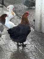 Koppel marans, Dieren en Toebehoren, Pluimvee, Meerdere dieren, Kip