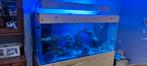 Aquarium eau de mer à vendre +- 550 litres + décante de 130l, Comme neuf, Enlèvement