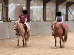 Verzorg pony/paard GEZOCHT, 11 jaar of ouder
