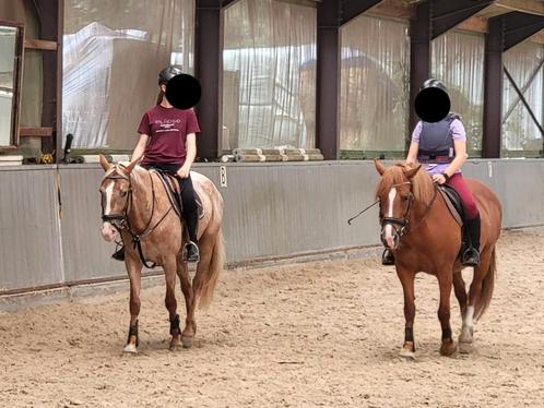 Verzorg pony/paard GEZOCHT, Dieren en Toebehoren, Pony's, 11 jaar of ouder