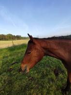 Springgericht merrie en springgericht hengst jaarling, Dieren en Toebehoren, Paarden, Merrie, Springpaard, Gechipt, Niet van toepassing