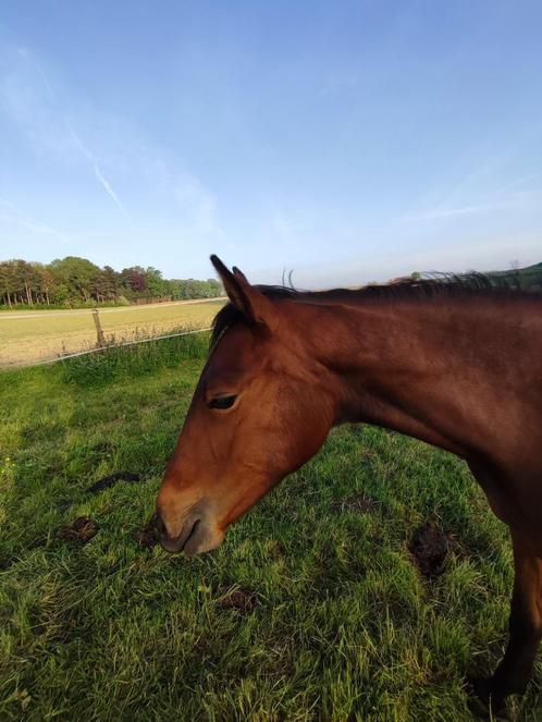 Springgericht merrie en springgericht hengst jaarling, Dieren en Toebehoren, Paarden, Merrie, Niet van toepassing, 165 tot 170 cm