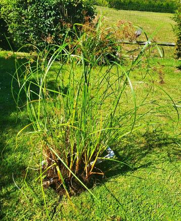 Grote planten( 1m hoog ) in mand ( 2 stuks )voor in de vijve beschikbaar voor biedingen