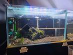 4 aquariums 45l, Dieren en Toebehoren, Ophalen, Zo goed als nieuw