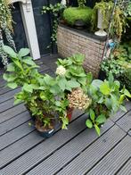 Hortensia, Ophalen